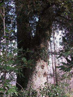 Ilice della Portella